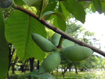 150725_pawpaw.jpg