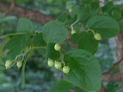 150731_sawafutagi.jpg