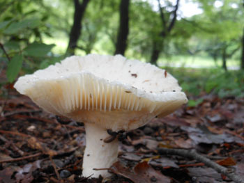 150813_kinoko08.jpg