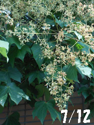150815_aogiri1.jpg