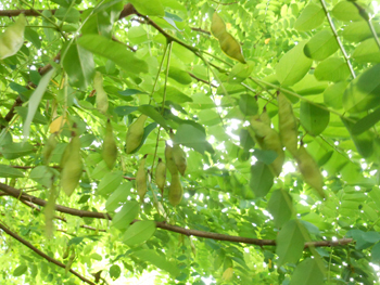 150824_harienju1.jpg