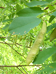 150824_harienju2.jpg