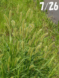 150903_enokoro_g.jpg