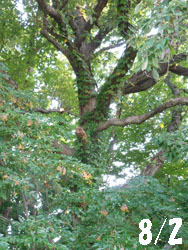 150908_gonzui1.jpg