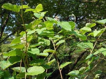 150911_gagaimo1.jpg