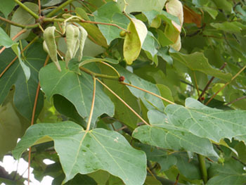 150914_aogiri5.jpg