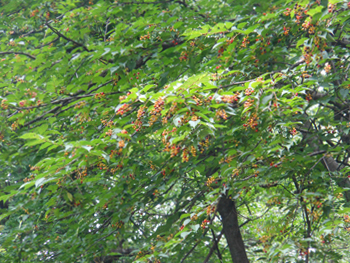 150915_uwamizu_z3.jpg