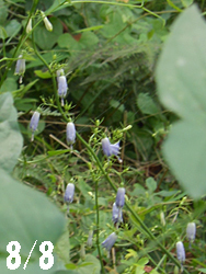 150918_turigane_n1.jpg