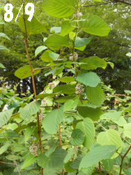 150921_gagaimo1.jpg