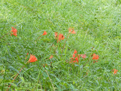 150923_k_kamisori2.jpg