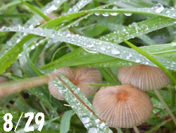 150925_kinoko1.jpg