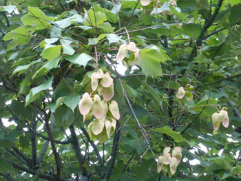 150929_aogiri2.jpg