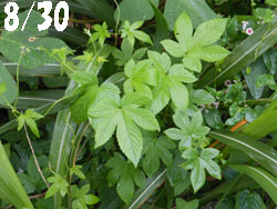 150930_kanamugura.jpg