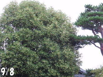 151009_g_mokusei1.jpg