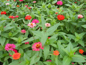 151010_zinnia1.jpg