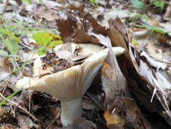 151012_kinoko03.jpg