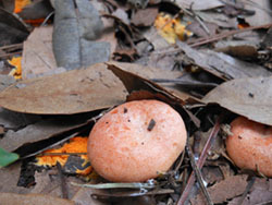 151012_kinoko05.jpg