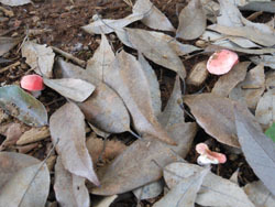 151012_kinoko07.jpg