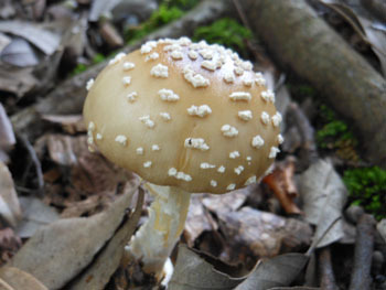 151012_kinoko10.jpg
