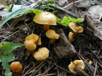 151012_kinoko11.jpg