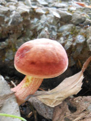 151012_kinoko12.jpg