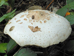 151012_kinoko17.jpg