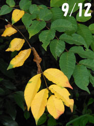 151116_y_urusi.jpg