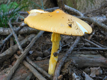 151117_kinoko13.jpg