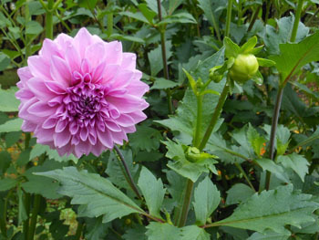 151202_dahlia1.jpg