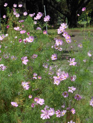 151205_cosmos1.jpg