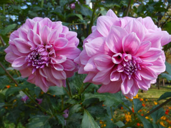 151215_dahlia3.jpg