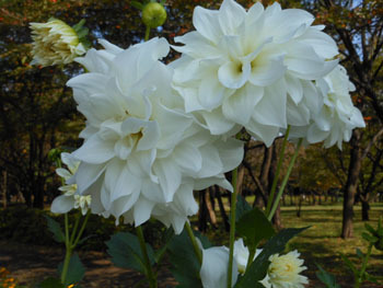 151215_dahlia4.jpg