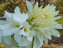 151215_dahlia5.jpg