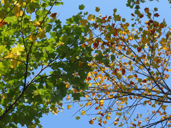 151216_yurinoki3.jpg