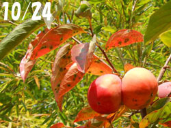 151220_kaki.jpg