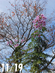 151221_koutei_d1.jpg
