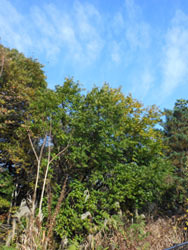 151225_zokibayasi4.jpg