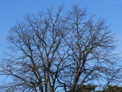 151226_bodaiju.jpg