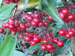 151227_manryo2.jpg