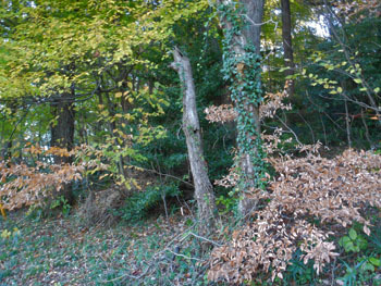 151228_yamakobasi.jpg