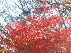 151229_dodan_t.jpg