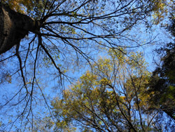 151229_mukunoki.jpg