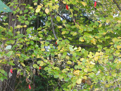 151230_karasu_u1.jpg