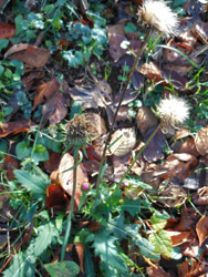 151230_nohara_a1.jpg