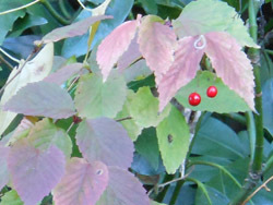 151230_o_yozome.jpg