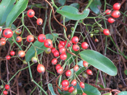 151231_noibara.jpg
