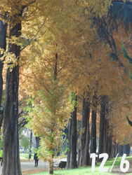 160113_metasequoia.jpg