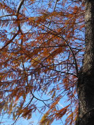 160114_metasequoia.jpg