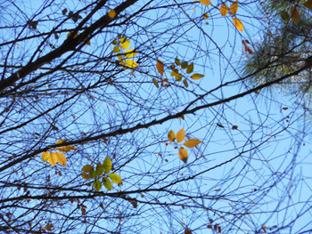 160126_akinire.jpg