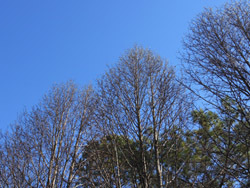 160126_tamusiba.jpg